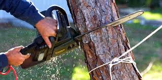 Best Hazardous Tree Removal  in USA